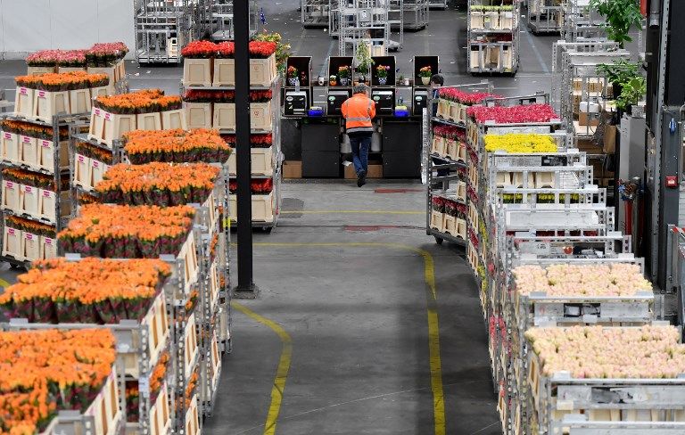 الزهور في هولندا