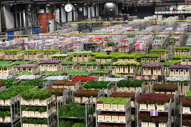 الزهور في هولندا 