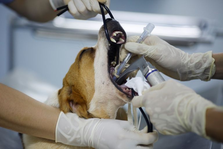 الكلب جويس والجرو المستنسخ 