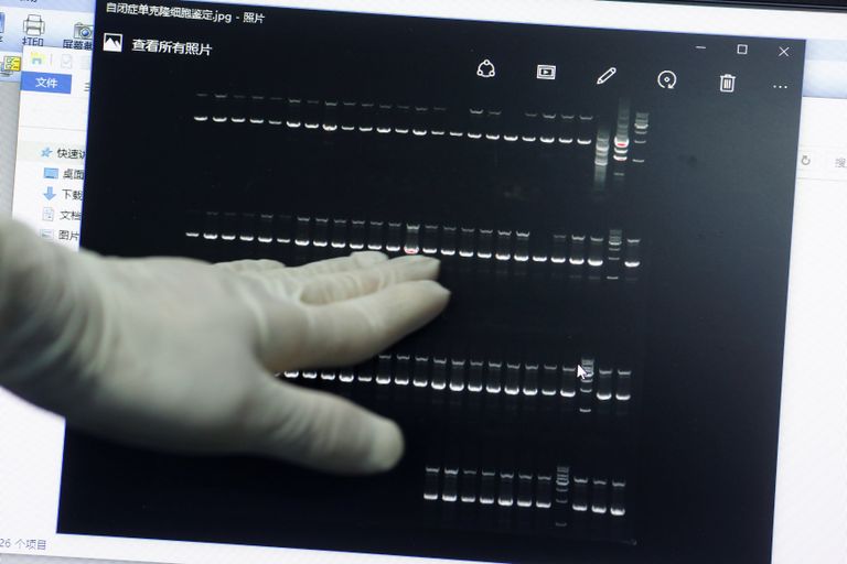 الكلب جويس والجرو المستنسخ 