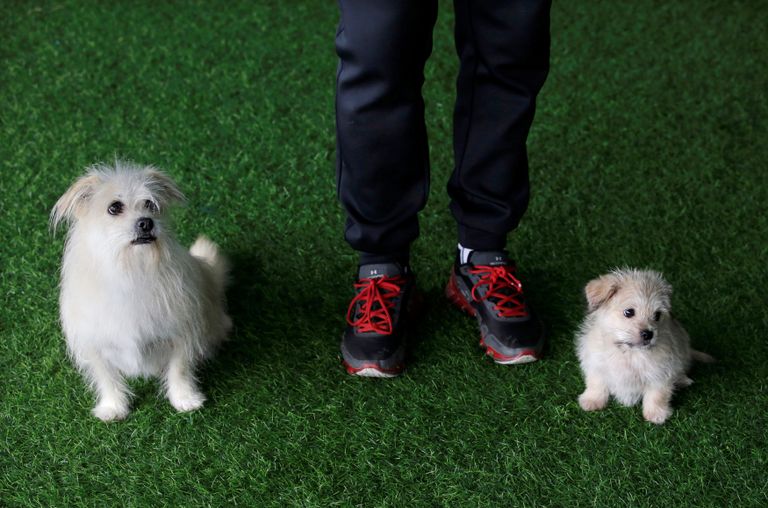 الكلب جويس والجرو المستنسخ 