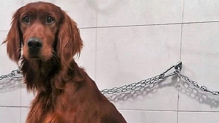 الكلب Pessimo Quadrupede كلب الأسرة المفقود