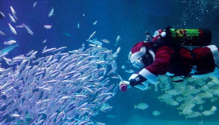 غواص يرتدي زي بابا نويل داخل حوض سمك - صورة أرشيفية