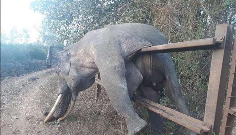 الفيل علق على سياج المزرعة بعد أن حاول تجاوزه للعودة إلى المحمية