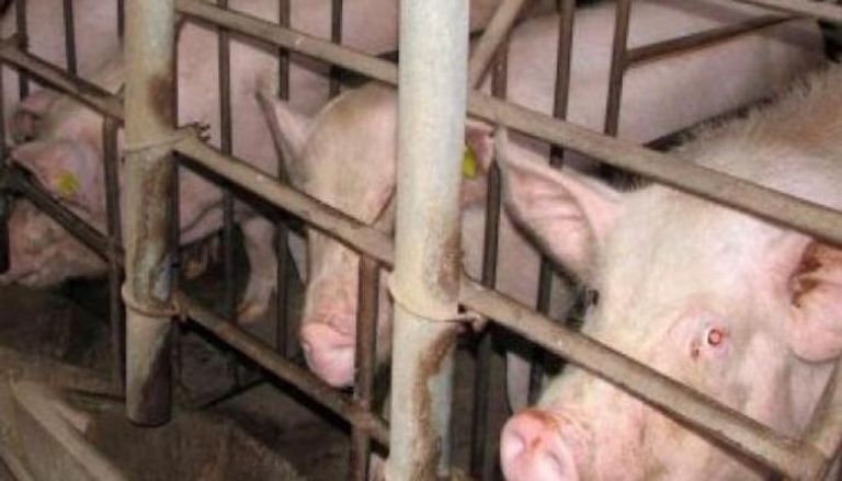الصين تعلن تفشي حمى الخنازير الأفريقية - أرشيفية