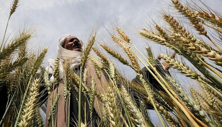 مزارع يحصد محصول القمح في مصر