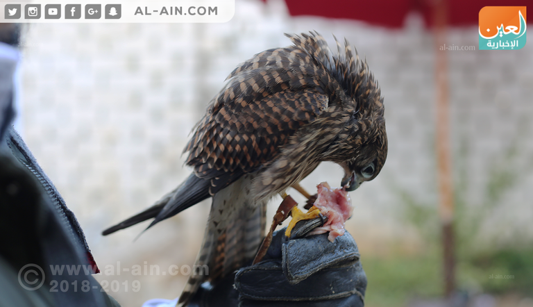 أحد مربي الصقور في مصر