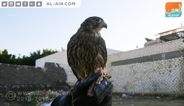 أحد مربي الصقور في مصر