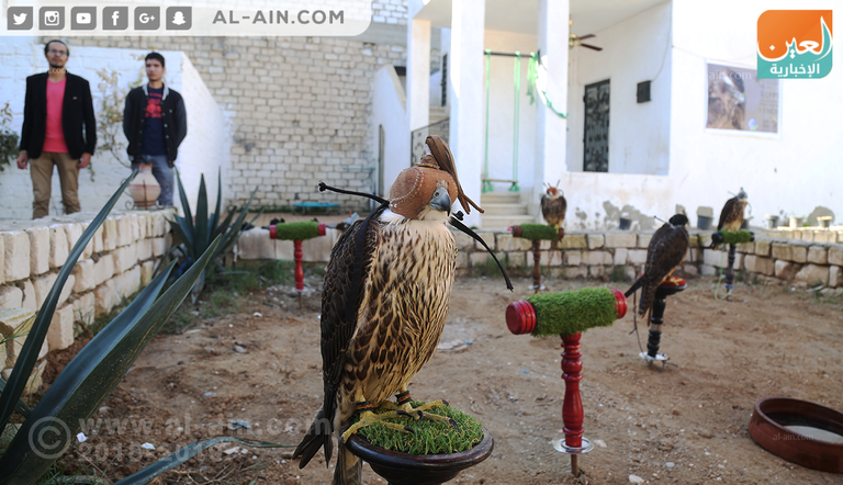 أحد مربي الصقور في مصر