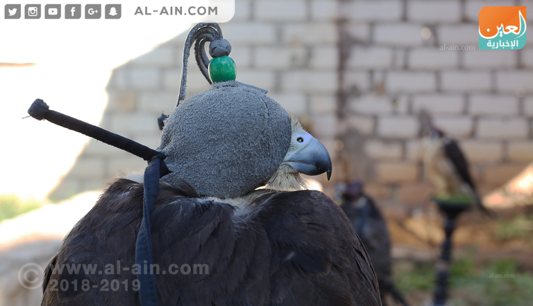 أحد مربي الصقور في مصر