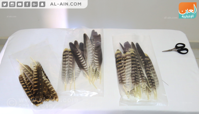 أحد مربي الصقور في مصر