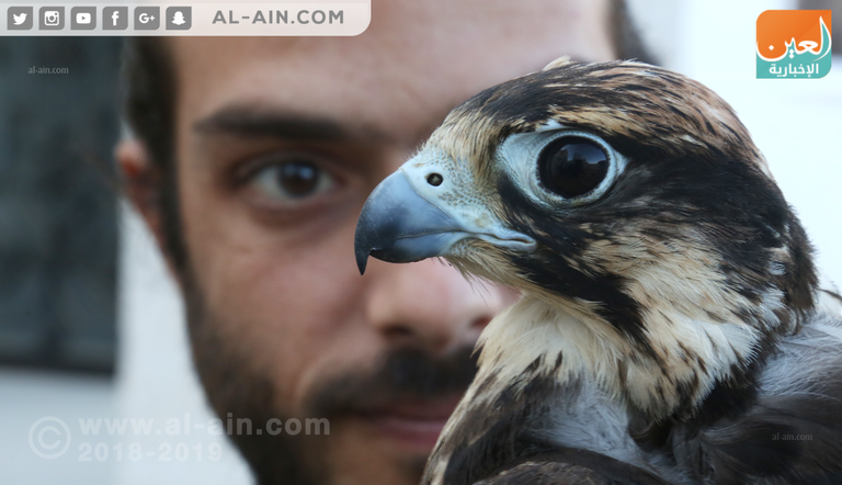 أحد مربي الصقور في مصر