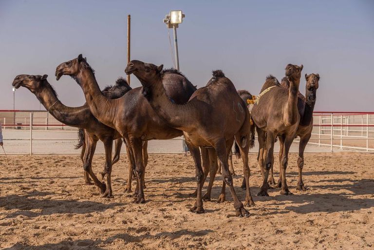 إقبال جماهيري على مهرجان الظفرة