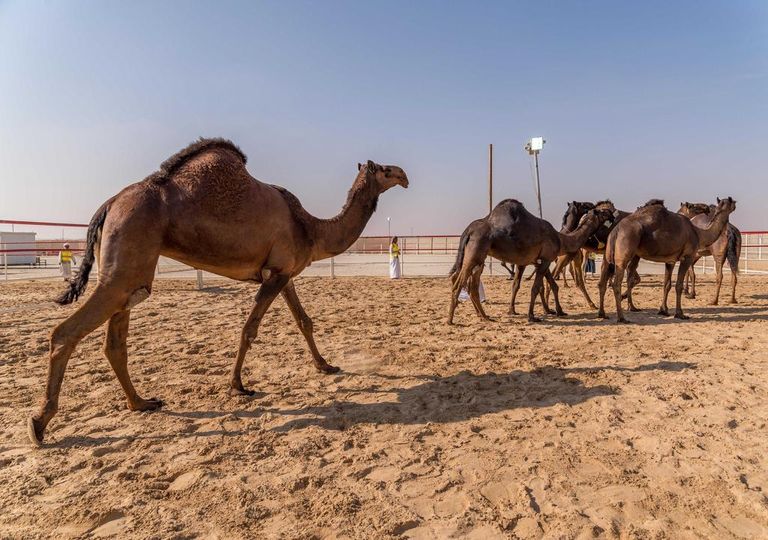 إقبال جماهيري على مهرجان الظفرة