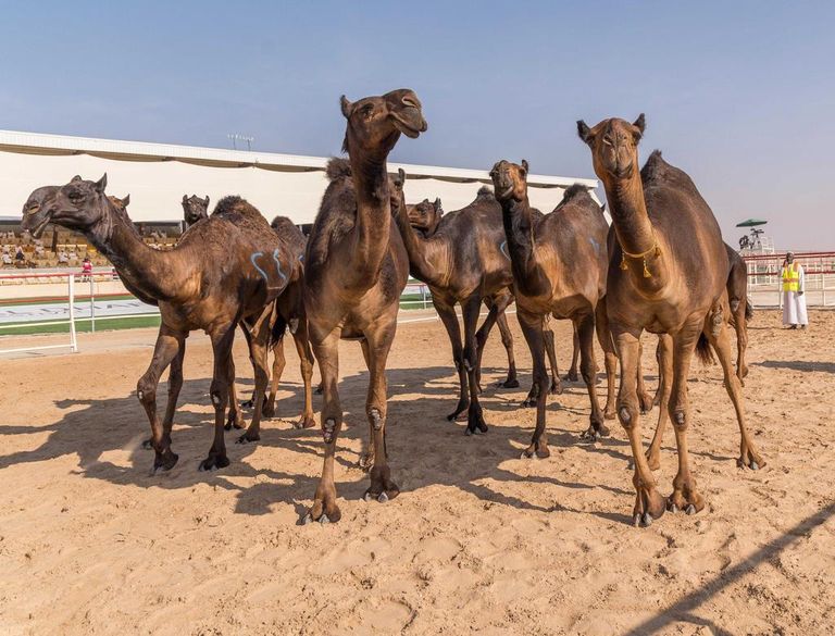 إقبال جماهيري على مهرجان الظفرة