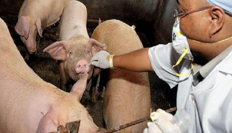 الصين تعلن تفشي حمى الخنازير الأفريقية في مدينة قوانجتشو
