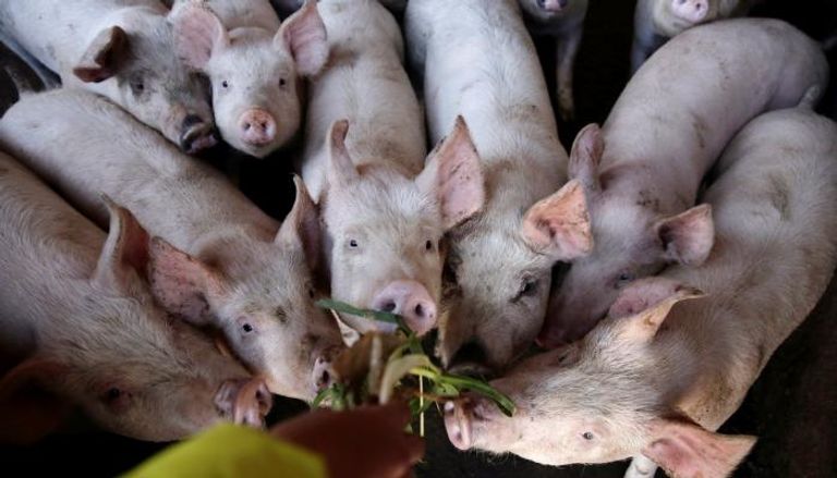 اكتشاف بؤرة جديدة لحمى الخنازير الأفريقية في الصين