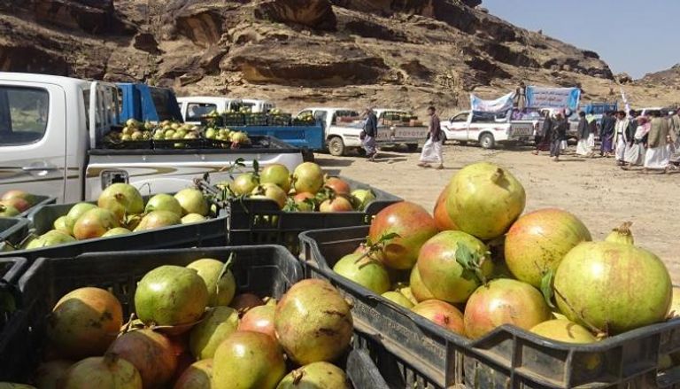 ثمار الرمان في سوق باليمن- أرشيف