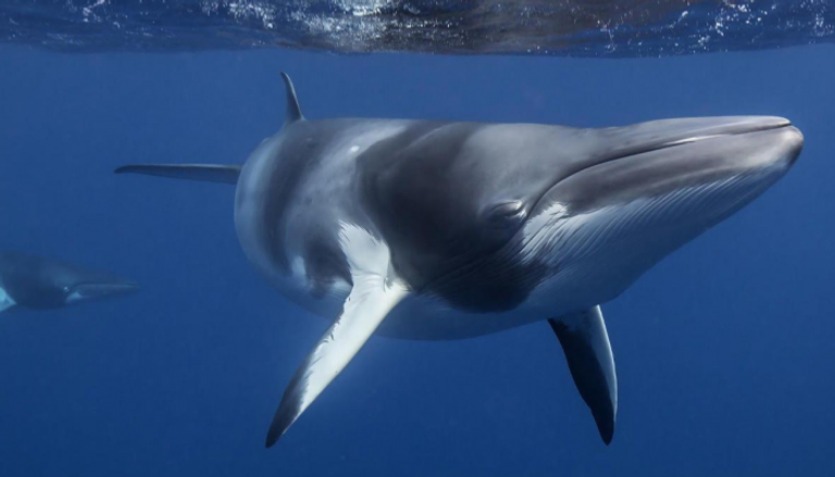  اليابان تمتنع عن صيد الحيتان في القطب الجنوبي 