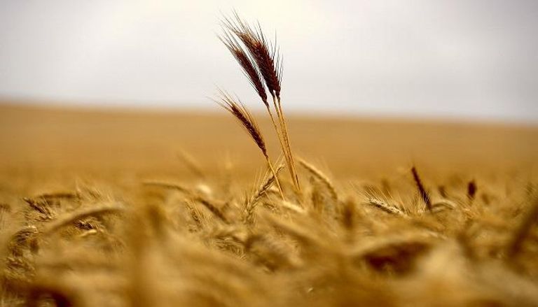 المغرب يعفي واردات القمح اللين من الجمارك 4 أشهر  - رويترز