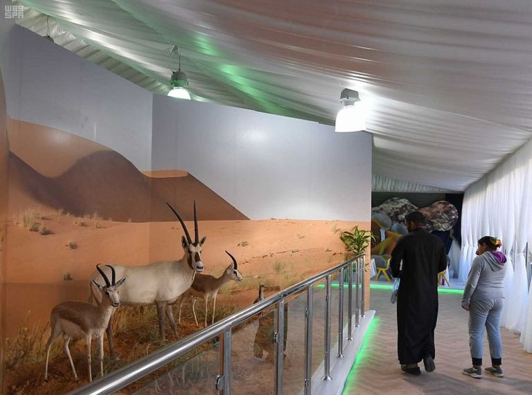 عرض نماذج من المها العربي والغزلان في مهرجان الجنادرية