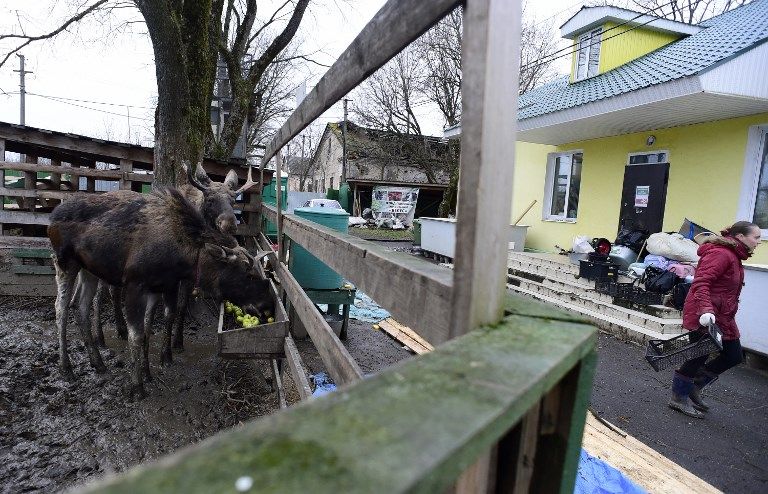 مركز للحيوانات البرية في روسيا