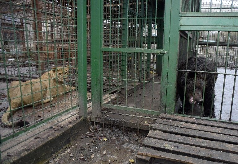 مركز للحيوانات البرية في روسيا