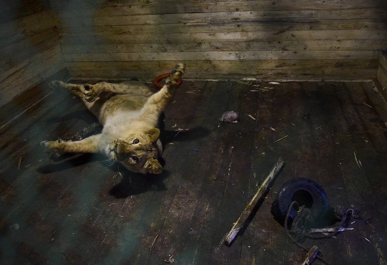 مركز للحيوانات البرية في روسيا