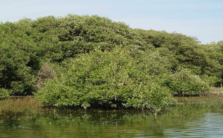 النباتات الساحلية تقاوم التغيرات المناخية