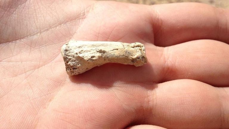 حفرية الإصبع النتي عثر عليها بالسعودية