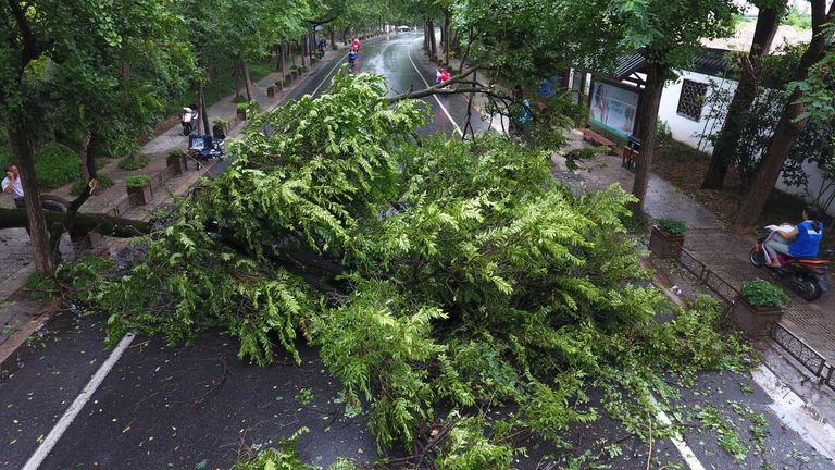 شجرة واقعة أرضاً نتيجة رياح "رومبيا". إعصار في الهند - أرشيفية