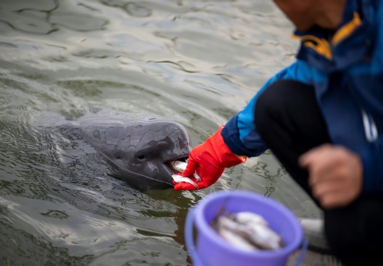 الخنزير المائي في نهر يانجتسي