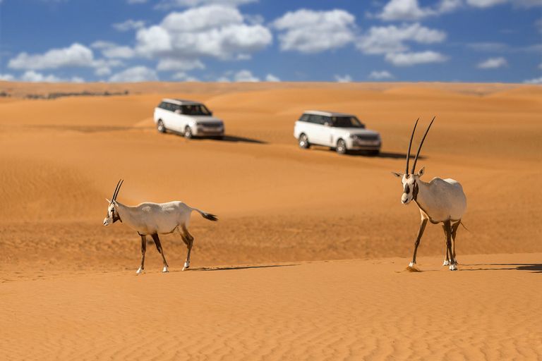 محمية دبي الصحراوية- أرشيفية