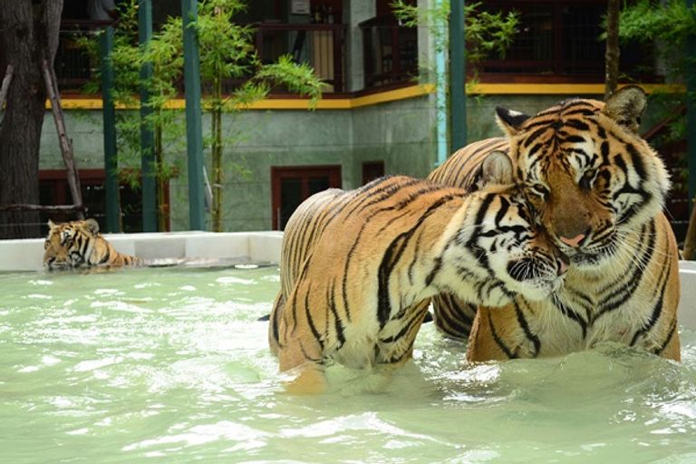 مملكة النمور بوكيت Tiger Kingdom Phuket السياحة في بوكيت تايلاند تتوفر لها طبيعة ساحرة