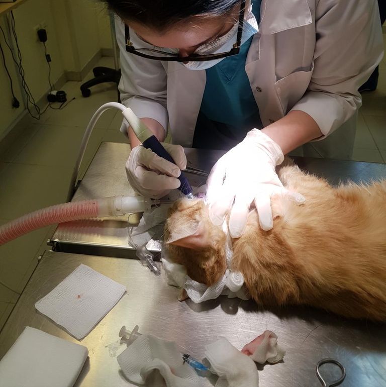 الدكتورة نور عزت فطايرجي٬ أول طبيبة بيطرية سعودية