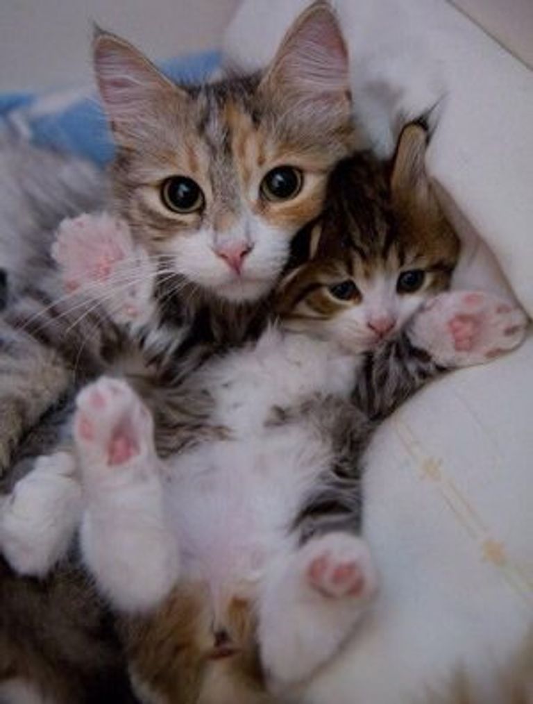 خدمة استئجار القطط بالصين - تعبيرية