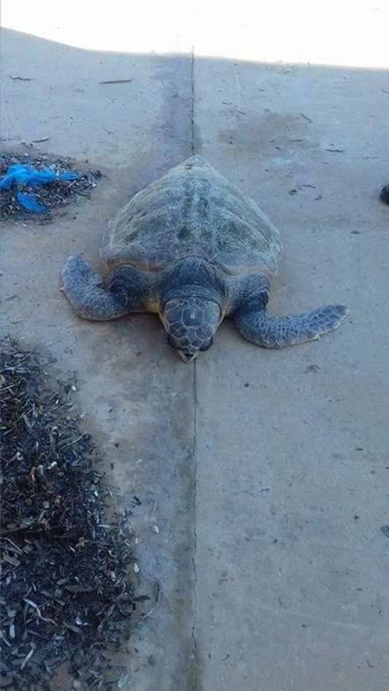 سلحفاة عملاقة بالشاطئ الغربي للجزائر سلحفاة ضخمة من نوع كاريتا-كاريتا- أرشيفية