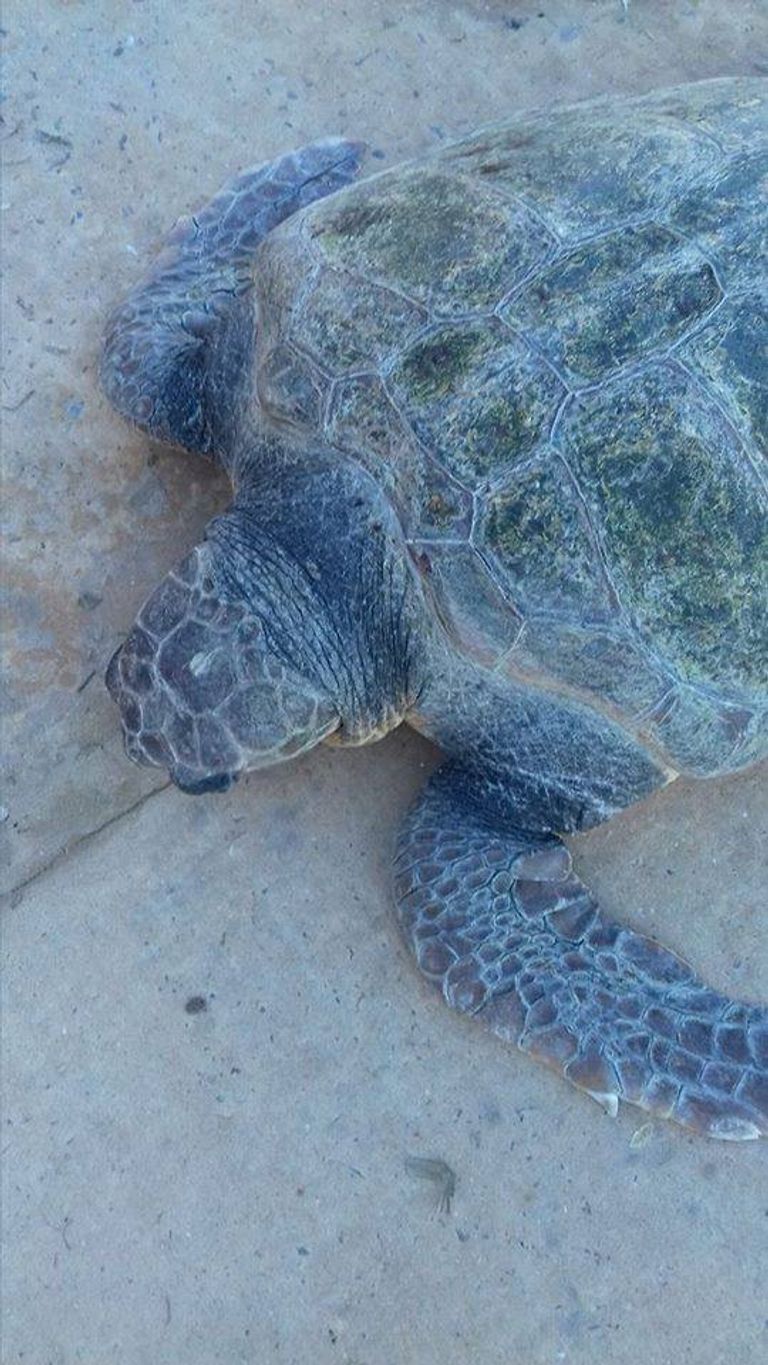 سلحفاة عملاقة بالشاطئ الغربي للجزائر سلحفاة ضخمة من نوع كاريتا-كاريتا- أرشيفية