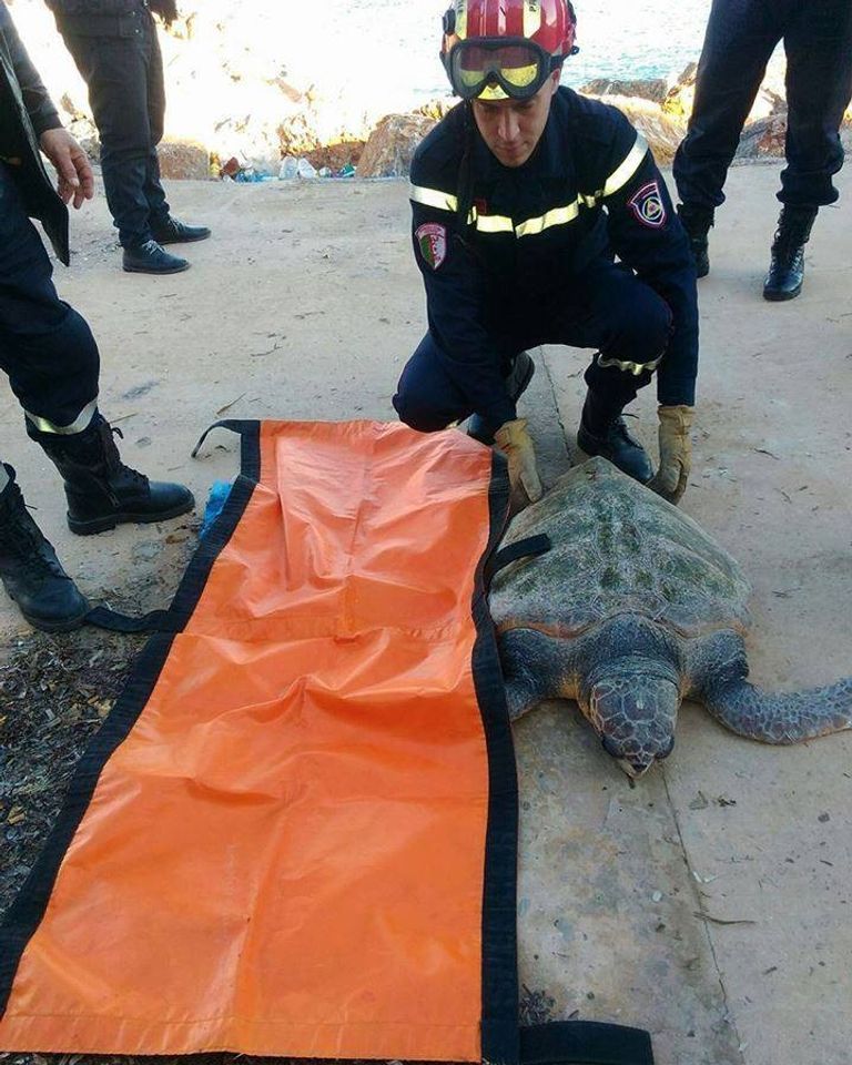 سلحفاة عملاقة بالشاطئ الغربي للجزائر سلحفاة ضخمة من نوع كاريتا-كاريتا- أرشيفية