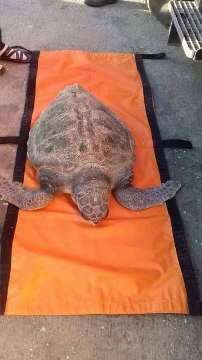 سلحفاة عملاقة بالشاطئ الغربي للجزائر سلحفاة ضخمة من نوع كاريتا-كاريتا- أرشيفية