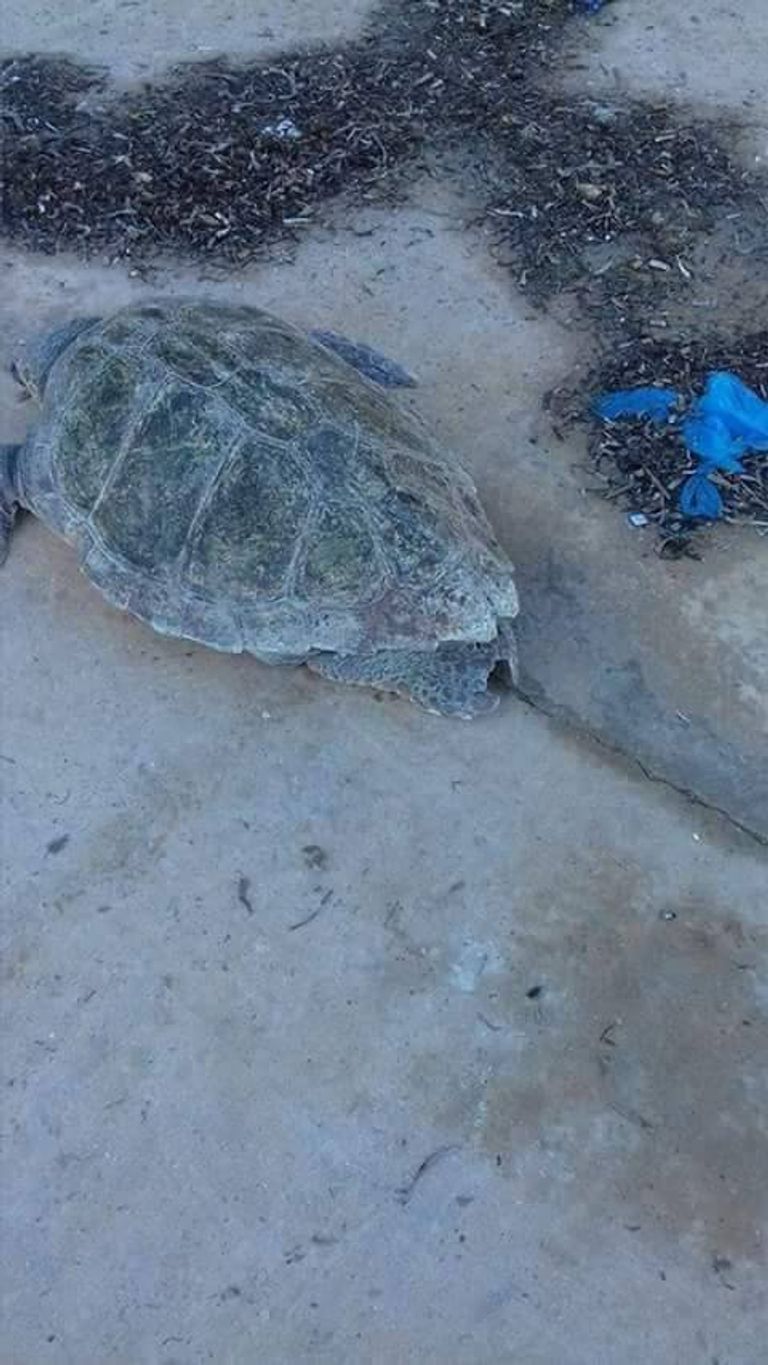 سلحفاة عملاقة بالشاطئ الغربي للجزائر سلحفاة ضخمة من نوع كاريتا-كاريتا- أرشيفية