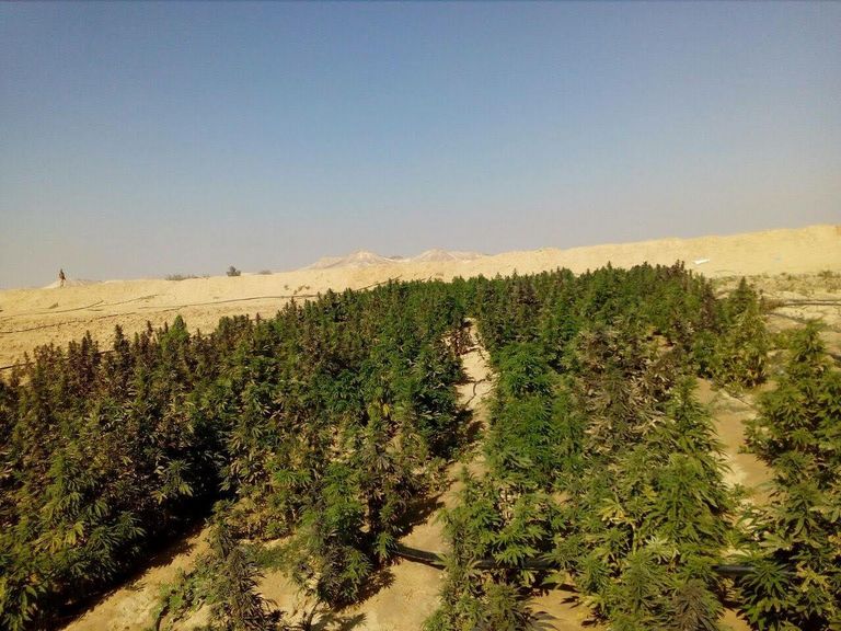 نباتات مخدرة