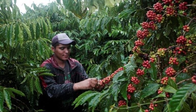 موسم جني ثمار قهوة الروبوستا في نيكاراجوا