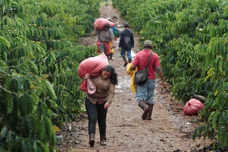 قهوة الروبوستا تنمو جيداً في المرتفعات موسم جني ثمار قهوة الروبوستا في نيكاراجوا