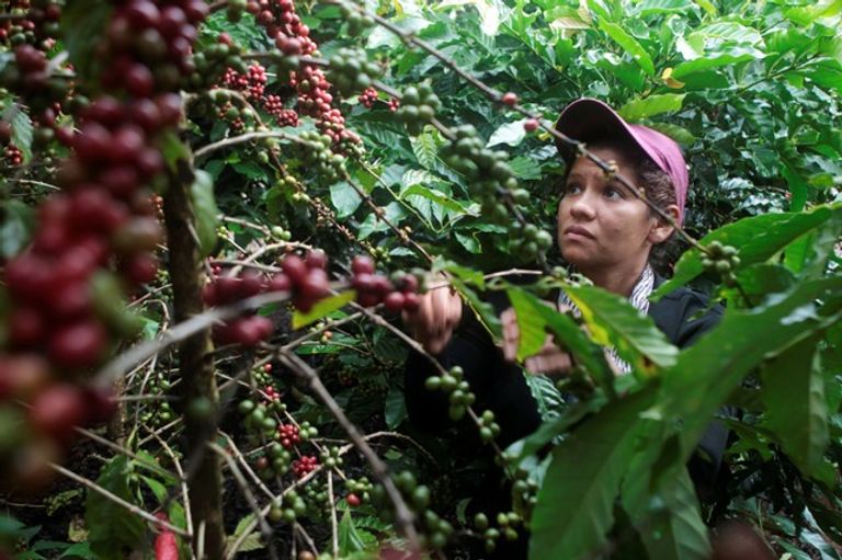 القطف أحد أساليب جني القهوة موسم جني ثمار قهوة الروبوستا في نيكاراجوا