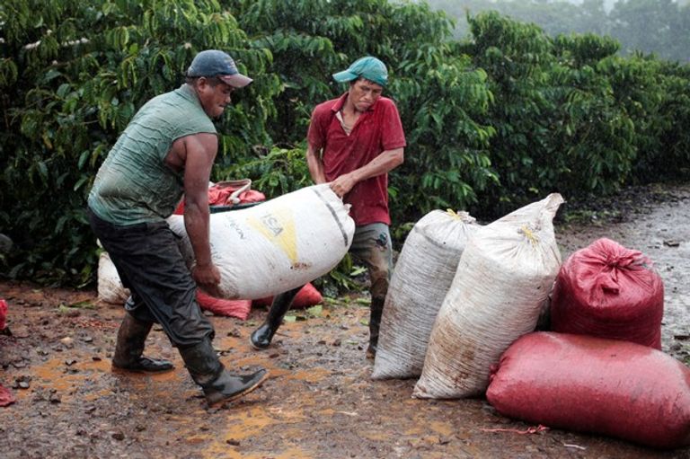 العمال يجمعون أكياس الحصاد موسم جني ثمار قهوة الروبوستا في نيكاراجوا
