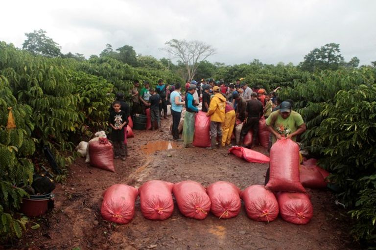 العمال يجمعون أكياس الحصاد موسم جني ثمار قهوة الروبوستا في نيكاراجوا