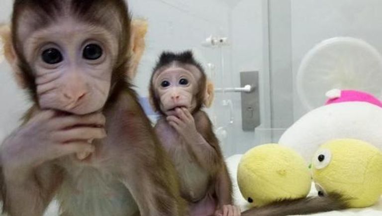 أول قردين مستنسخين في العالم 