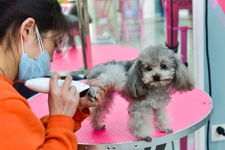 صالون تجميل للحيوانات الأليفة بالصين 