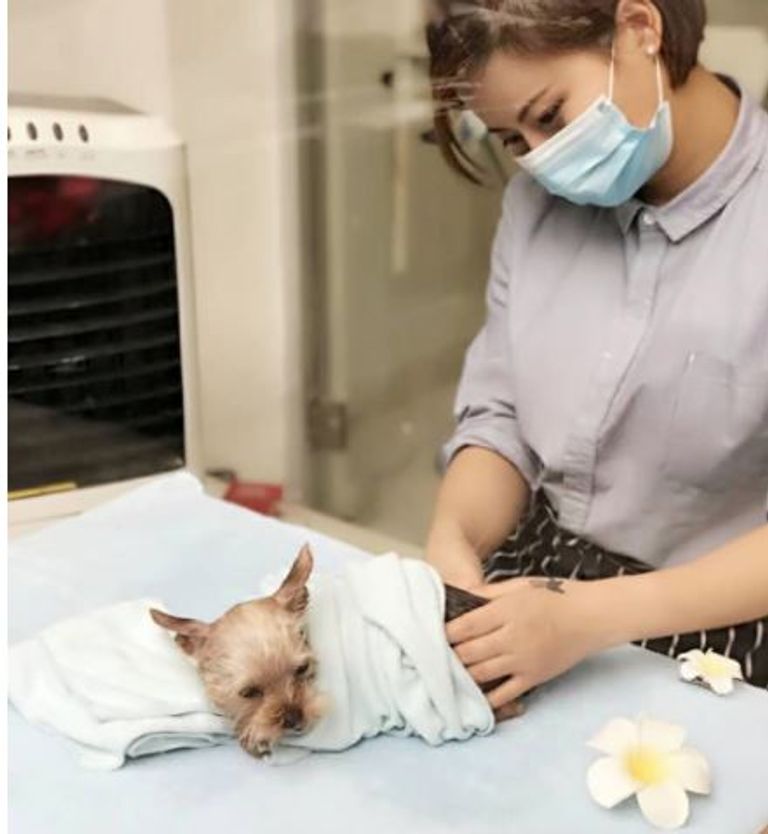 صالون تجميل للحيوانات الأليفة بالصين 